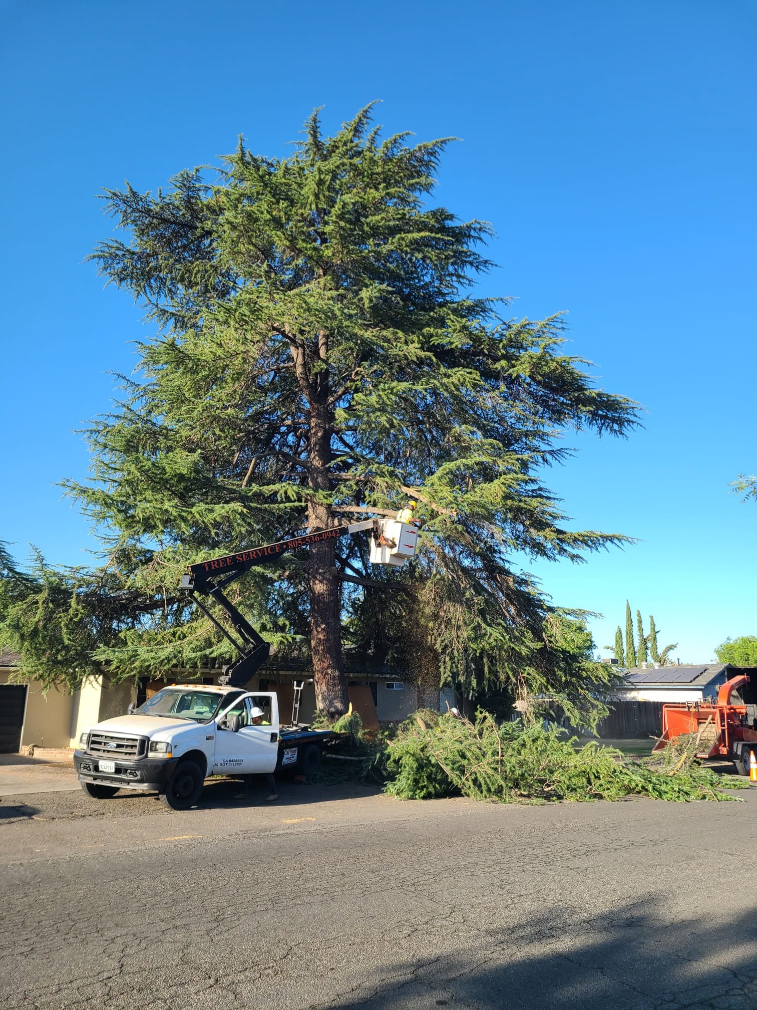 Tree Service
